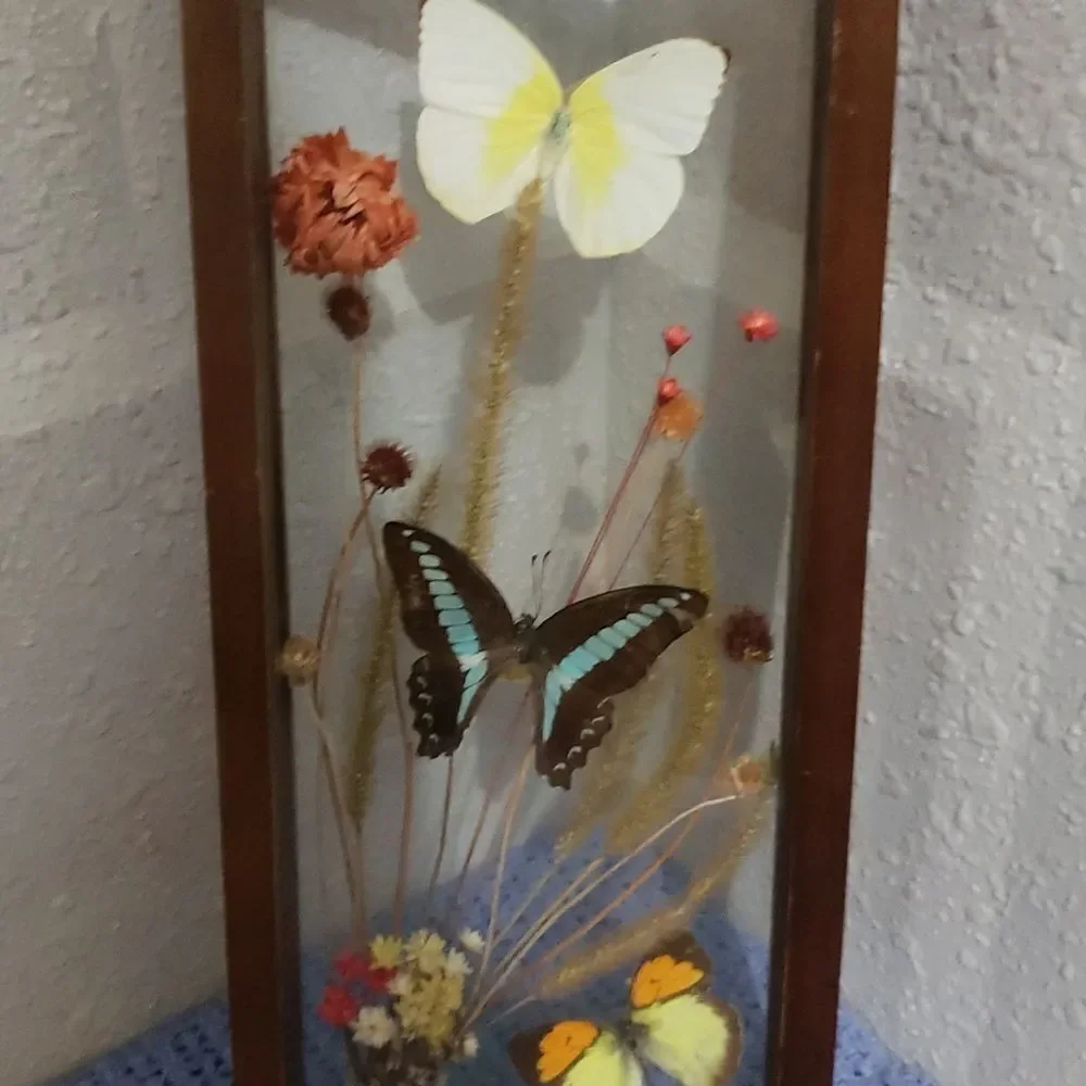 Stunning Butterfly & Dried Flowers Mounted In Shadow Box Framed Wall Art